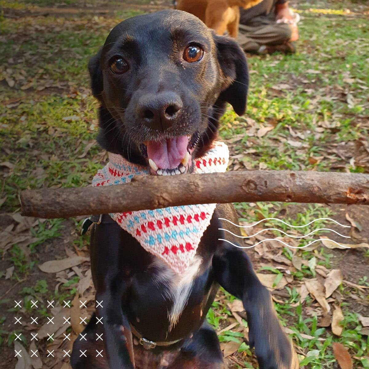 Bandana de crochê para PET! Perfeito para o seu bichinho!