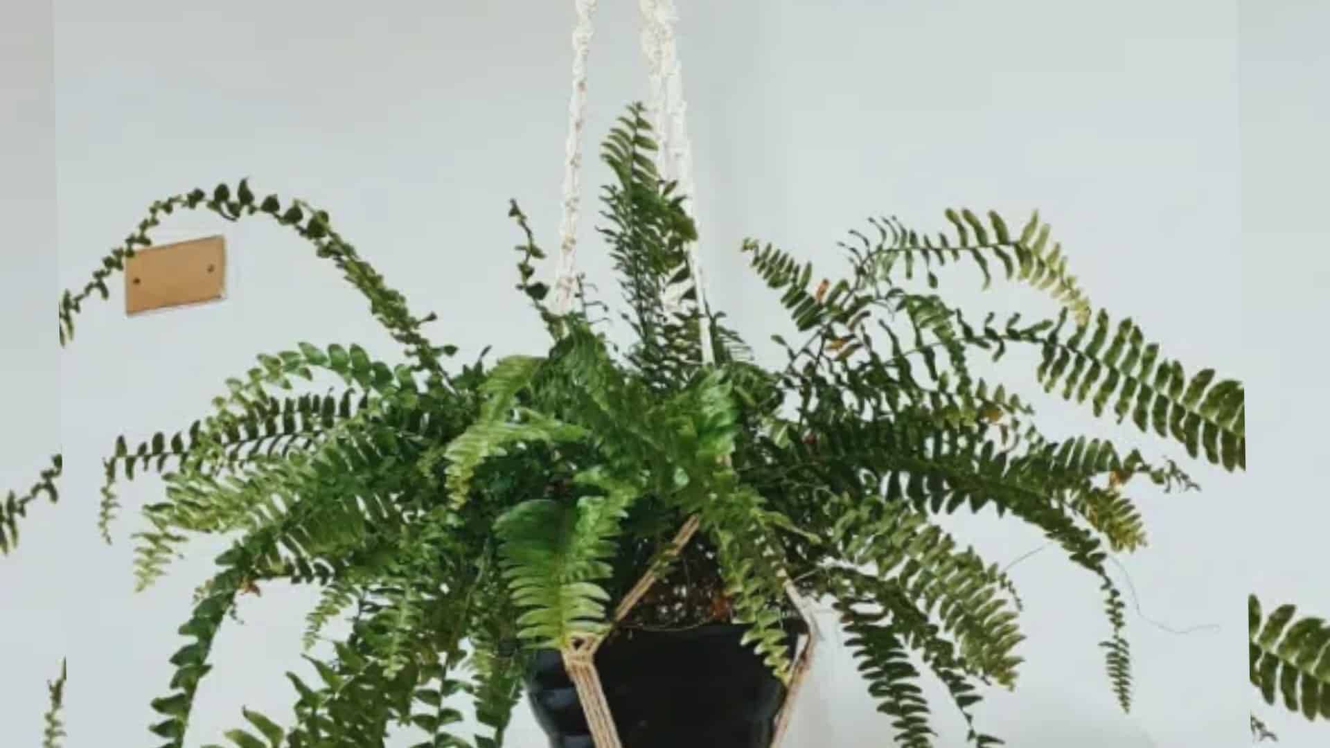 Hanger em Macramê – Decoração PERFEITA  para sua casa!