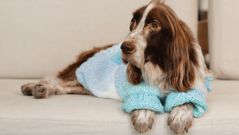 Roupa para cachorro de tricô – Azul mescla