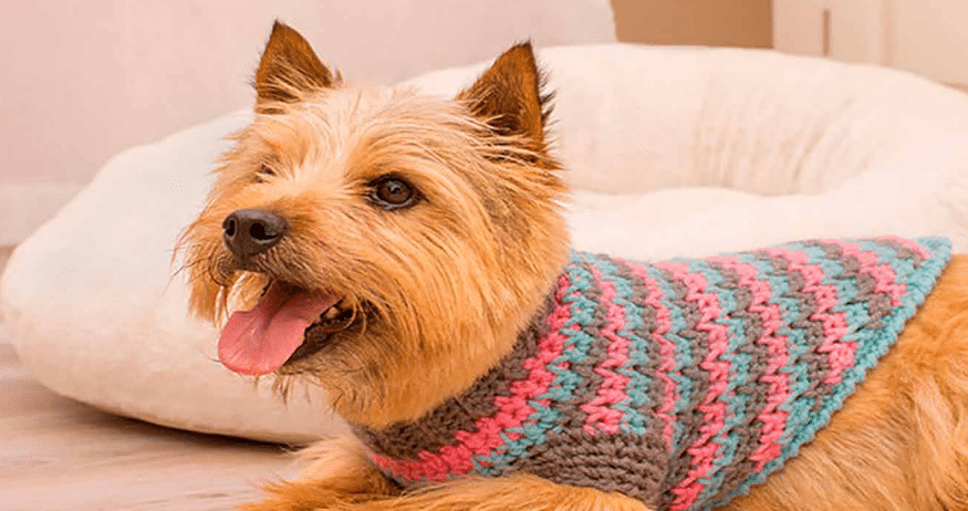 Suéter canino em crochê