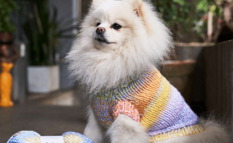 Roupa para cachorro de tricô – Cisne Happiness