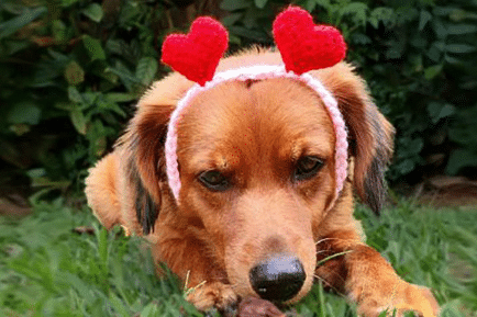 Crochê para pet – Tiara e Gravatinha – Fio Família