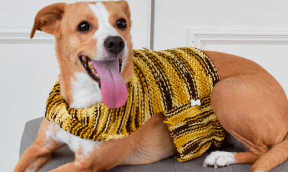 Roupinha Pet de Tricô: Estilo e Conforto para Seu Pet