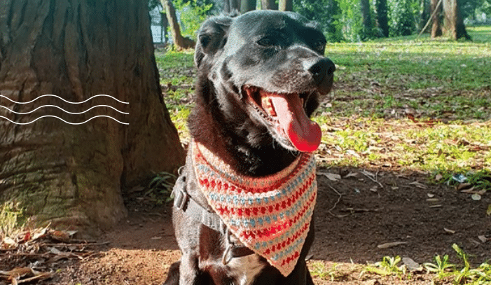 Bandana de Crochê para Pet de Ano novo: Seu amigo lindo na virada!