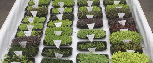 “Microverdes”: Como Cultivar Plantas em Casa Economizando Espaço