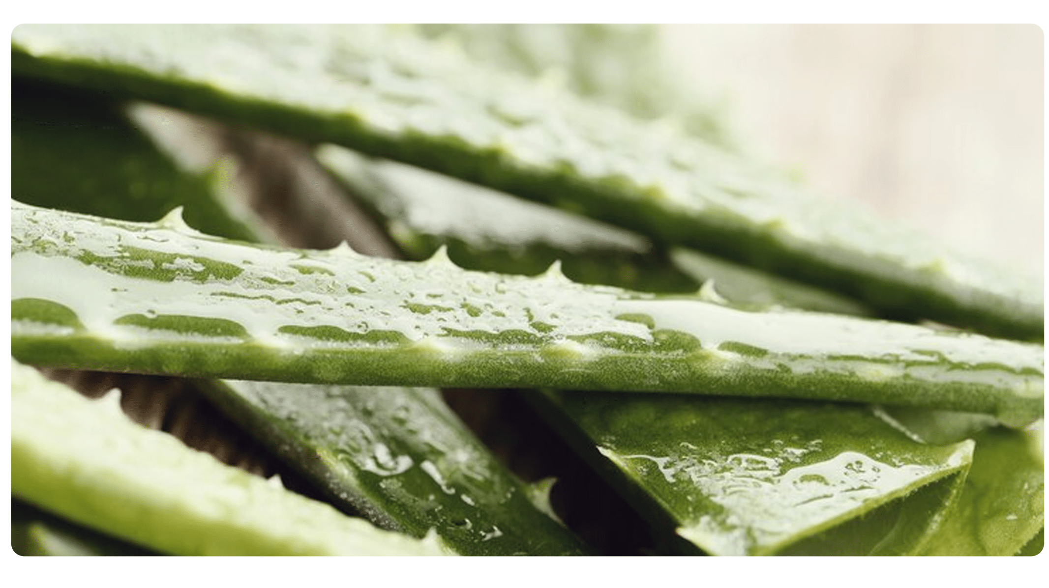 Aloe Vera: O Segredo de Beleza de Cleópatra para uma Pele Jovem