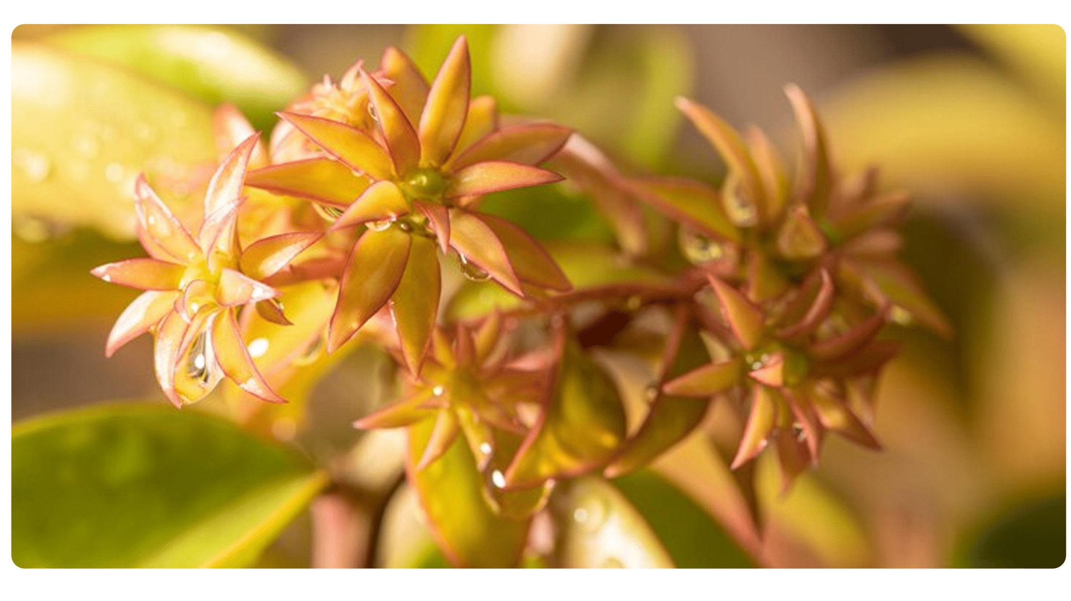 Emagreça Rápido com essa Planta Milagrosa: Descubra a Ora-Pro-Nóbis