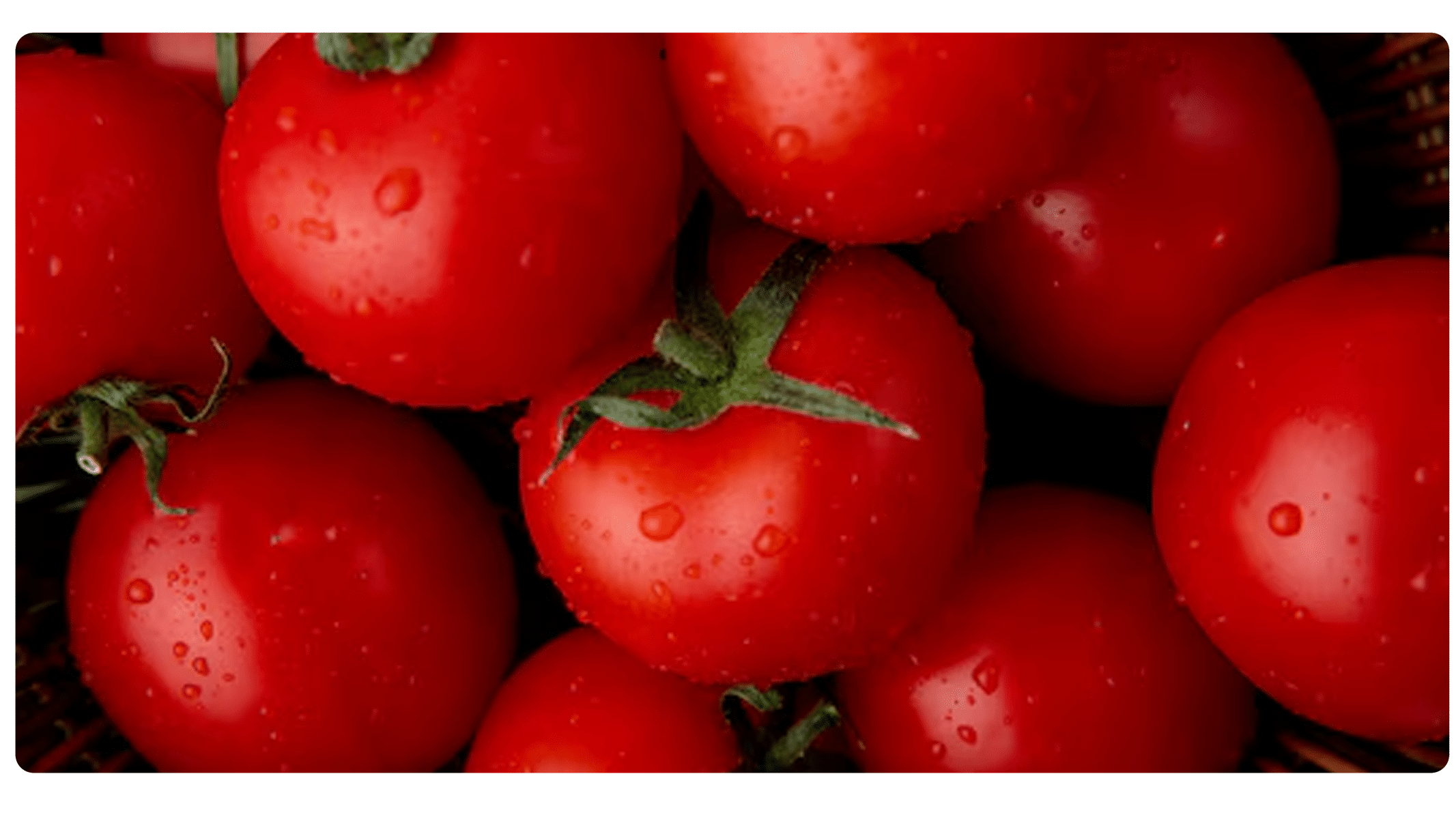 Tomate: o fruto que pode salvar sua vida e seu coração