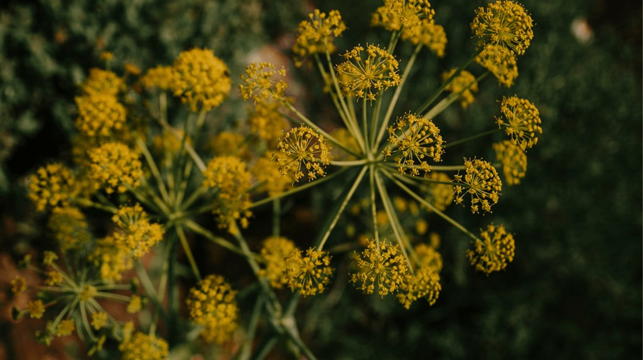 Tribulus terrestris: O Anabolizante Natural