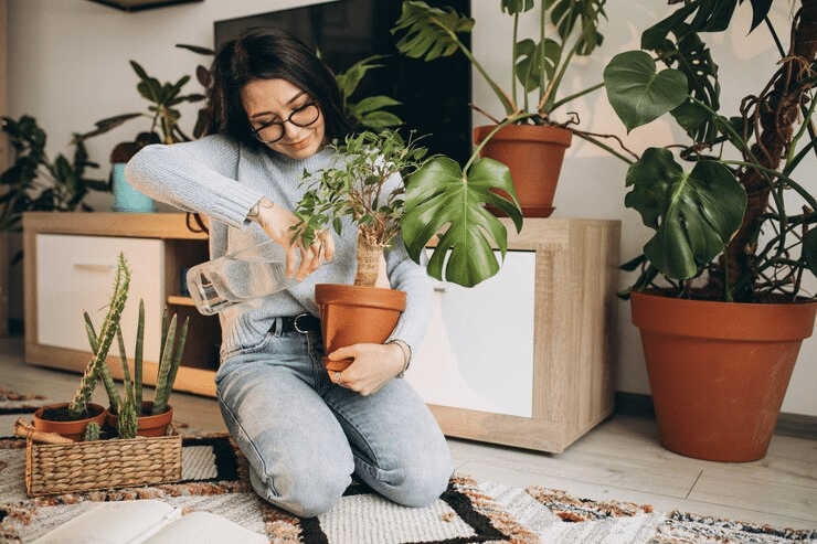 Melhores Plantas para Cultivar Dentro de Casa