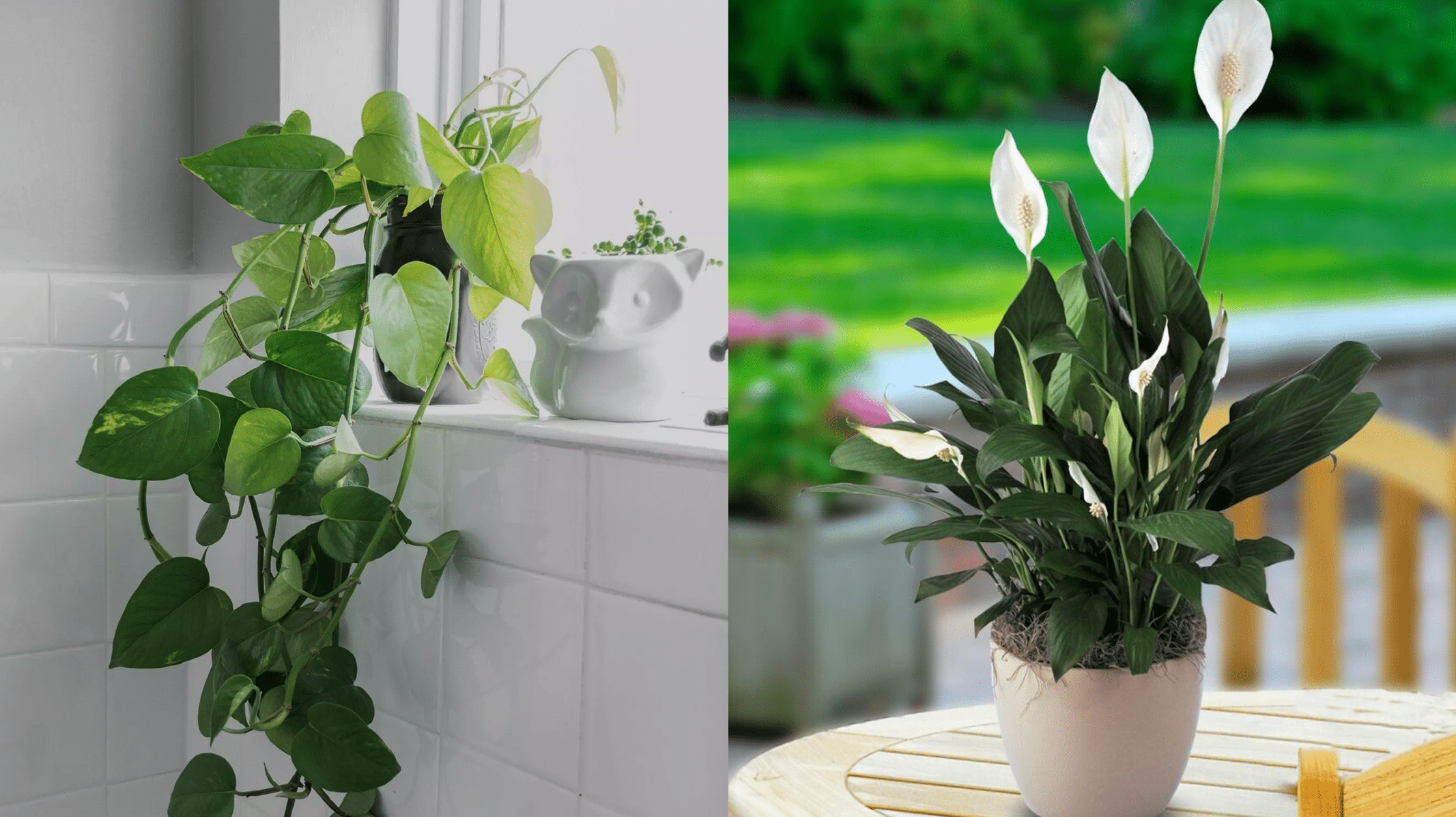 As 10 Melhores Plantas para Cultivar Dentro de Casa