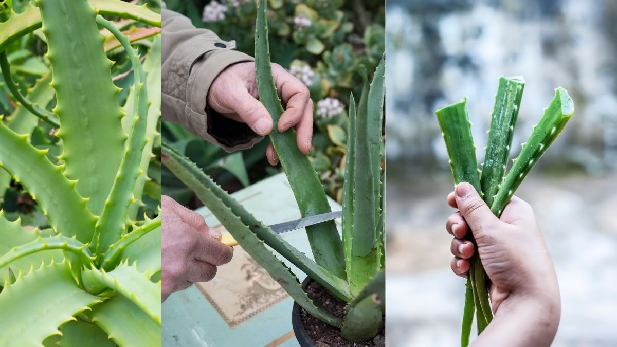 Como Cultivar Babosa em Casa: Dicas e Cuidados Essenciais!