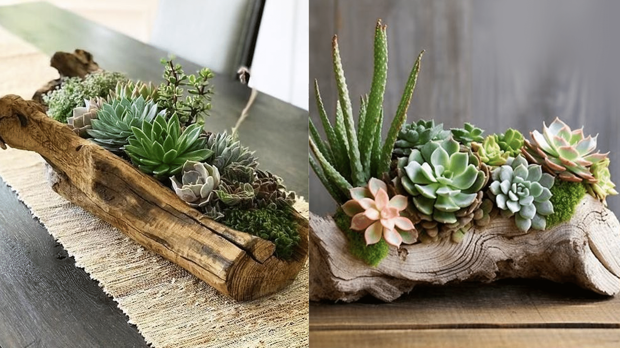 Ideias de Artesanatos para Decorar Vasos de Cactos e Suculentas: Personalize Seu Verde