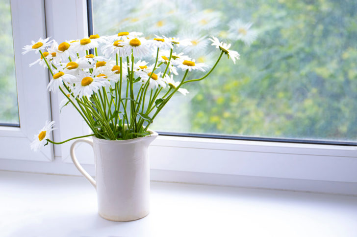 Como Cultivar Margaridas Dentro de Casa – Uma Flor Linda e Muito Resistente