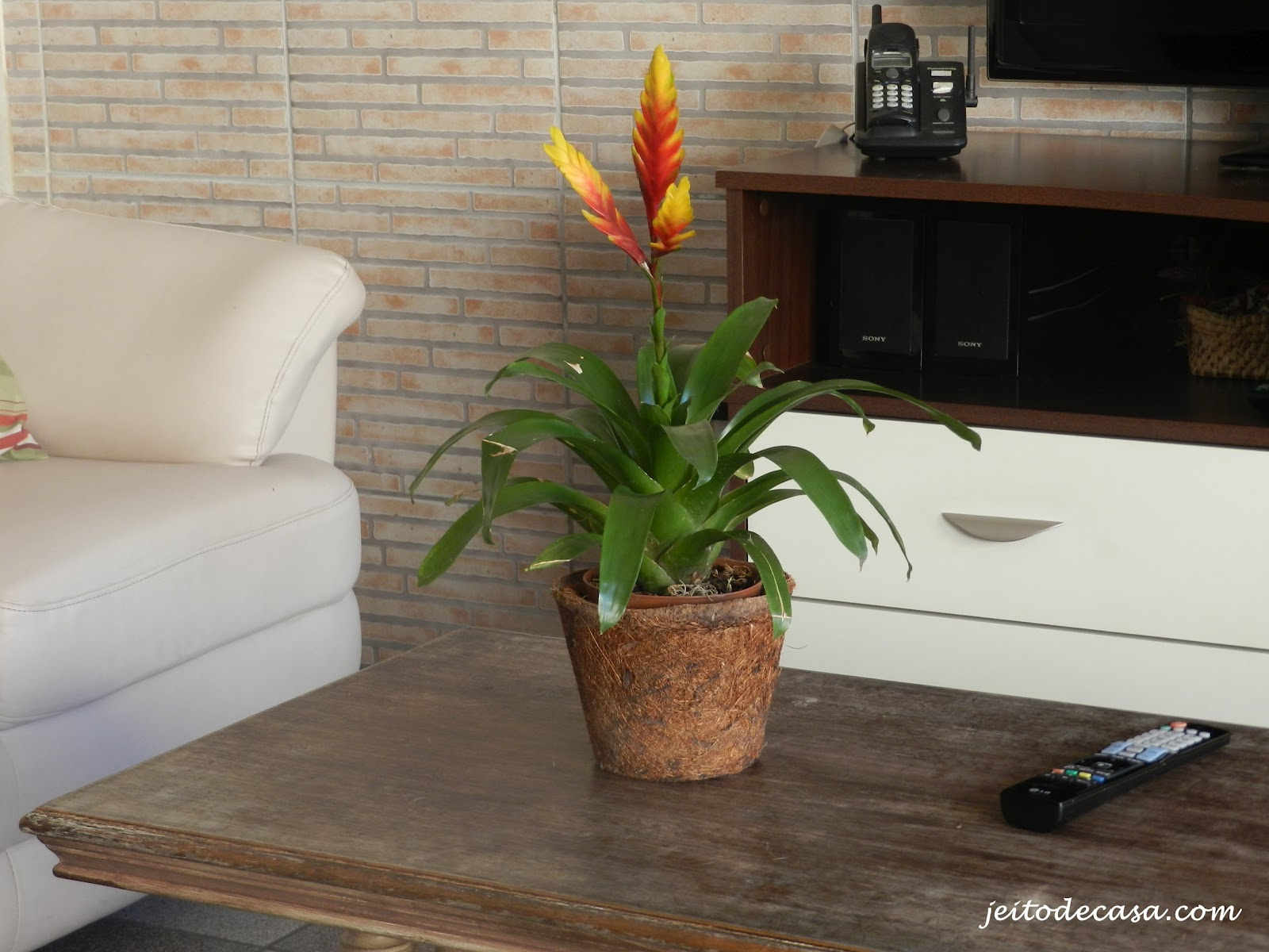Como Cultivar Bromélias Dentro de Casa