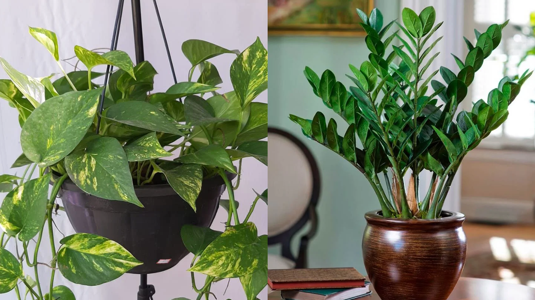 As 5 Plantas Mais Resistentes para Cultivar Dentro de Casa