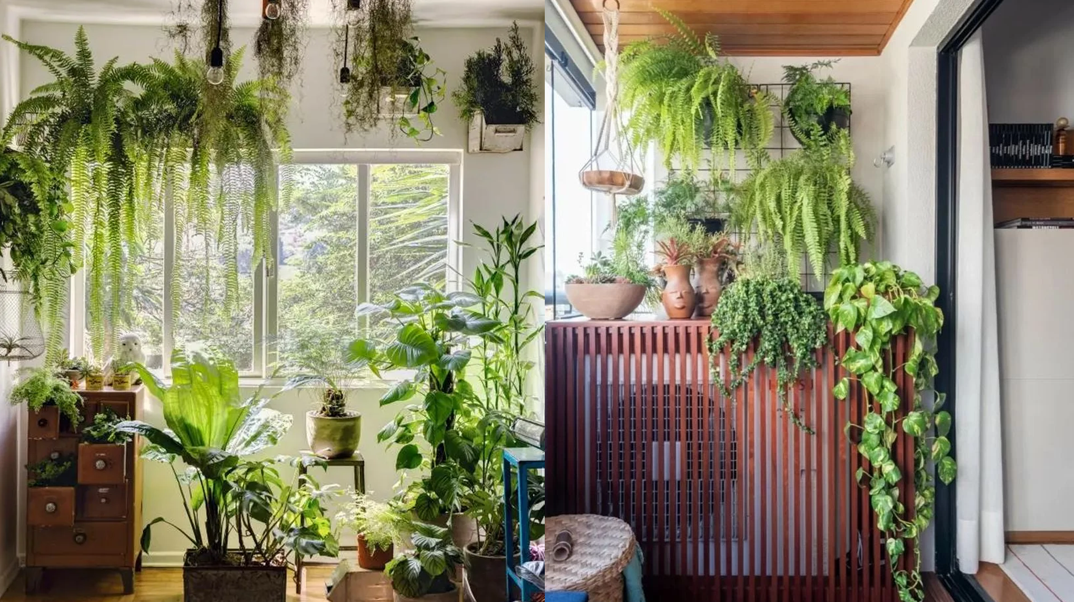 Como Cultivar Samambaias Dentro de Casa e Quais São Seus Benefícios para a Saúde