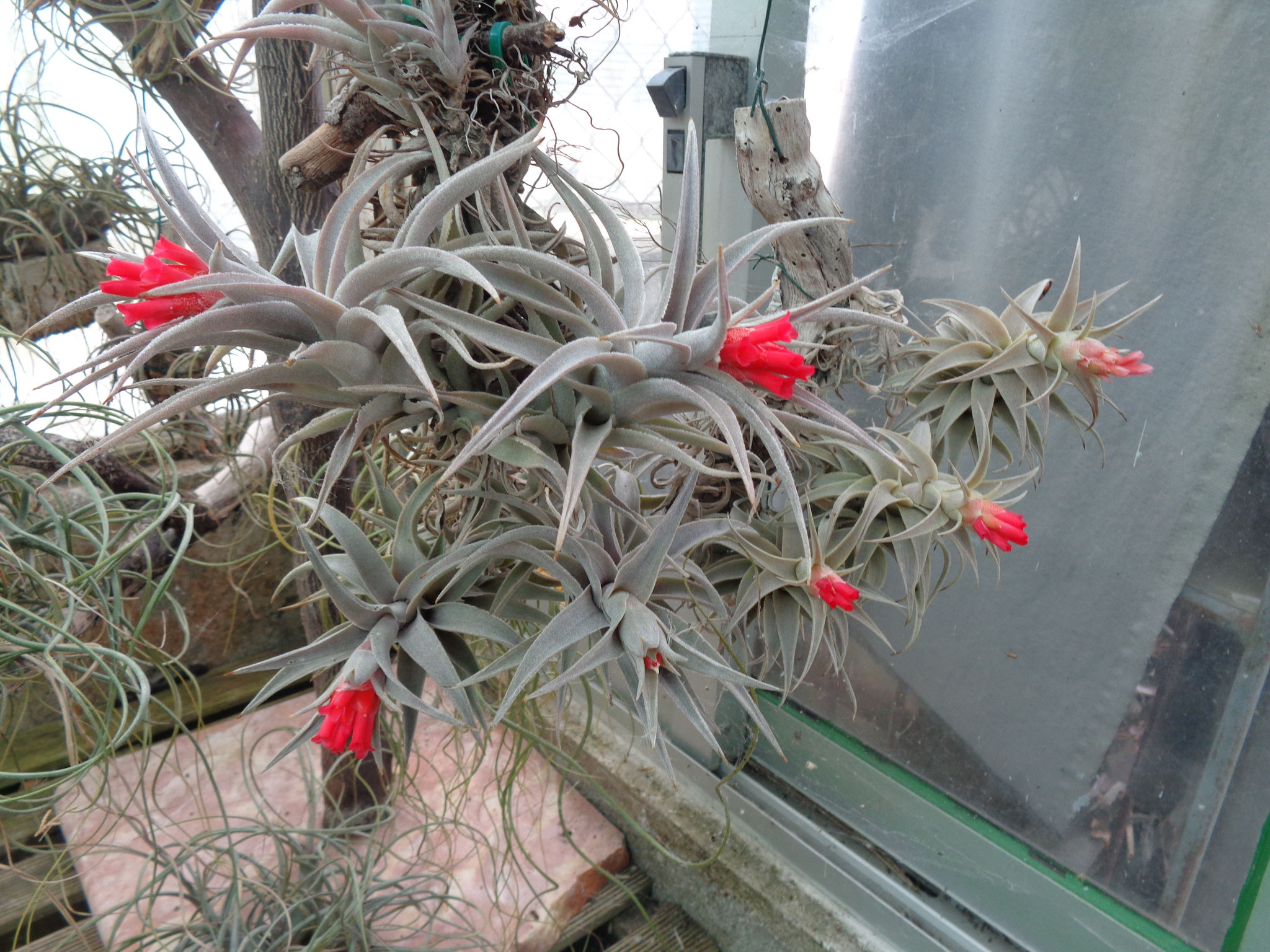 As Mais Belas Plantas Exóticas para Cultivar Dentro de Casa