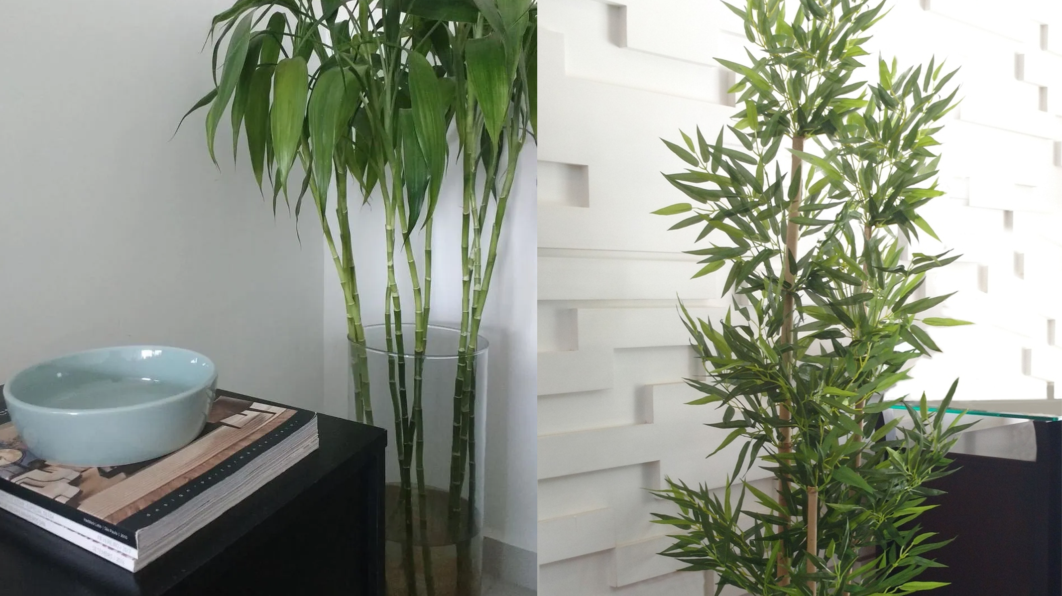 Como Cultivar Bambu em Casa e Quais Seus Benefícios