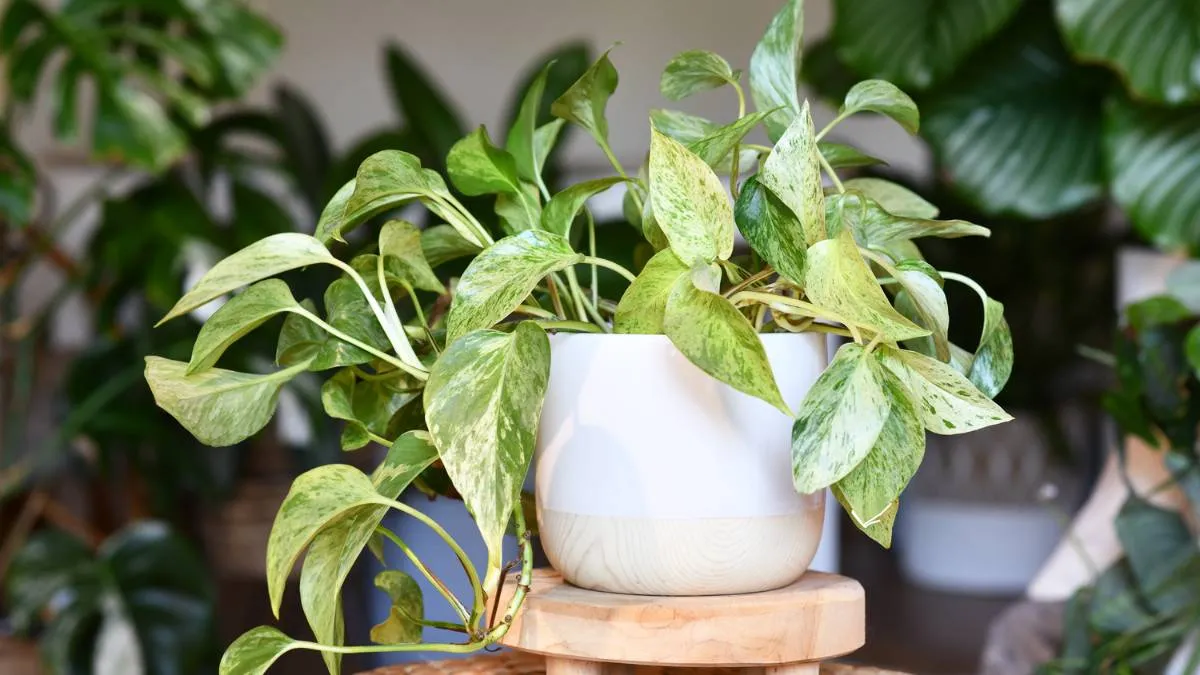 Jiboia: Uma Planta Resistente e Como Cultivar Dentro de Casa