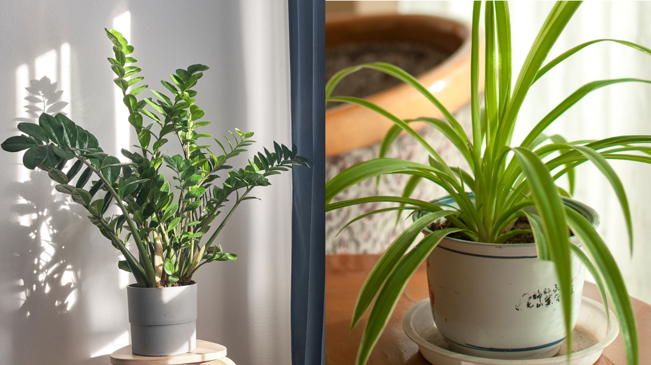 As 10 Plantas Mais Resistentes para Cultivar Dentro de Casa