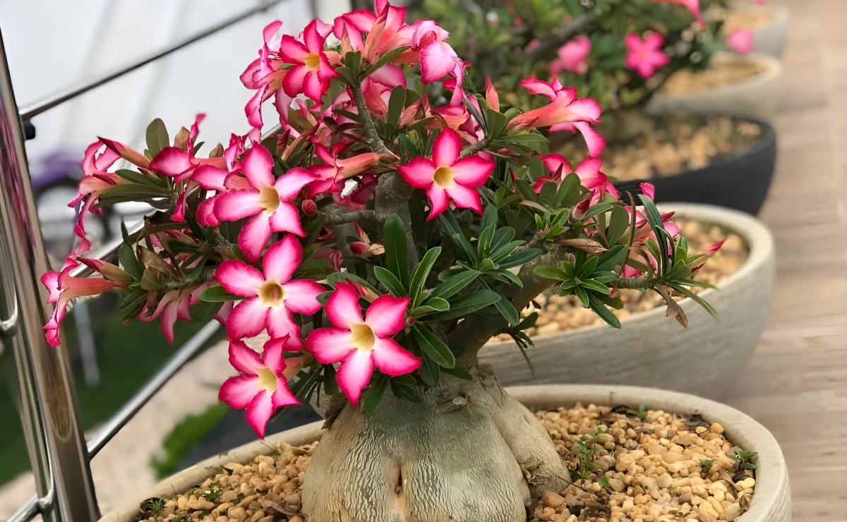 Guia Completo: Como Cultivar Rosa do Deserto em Casa