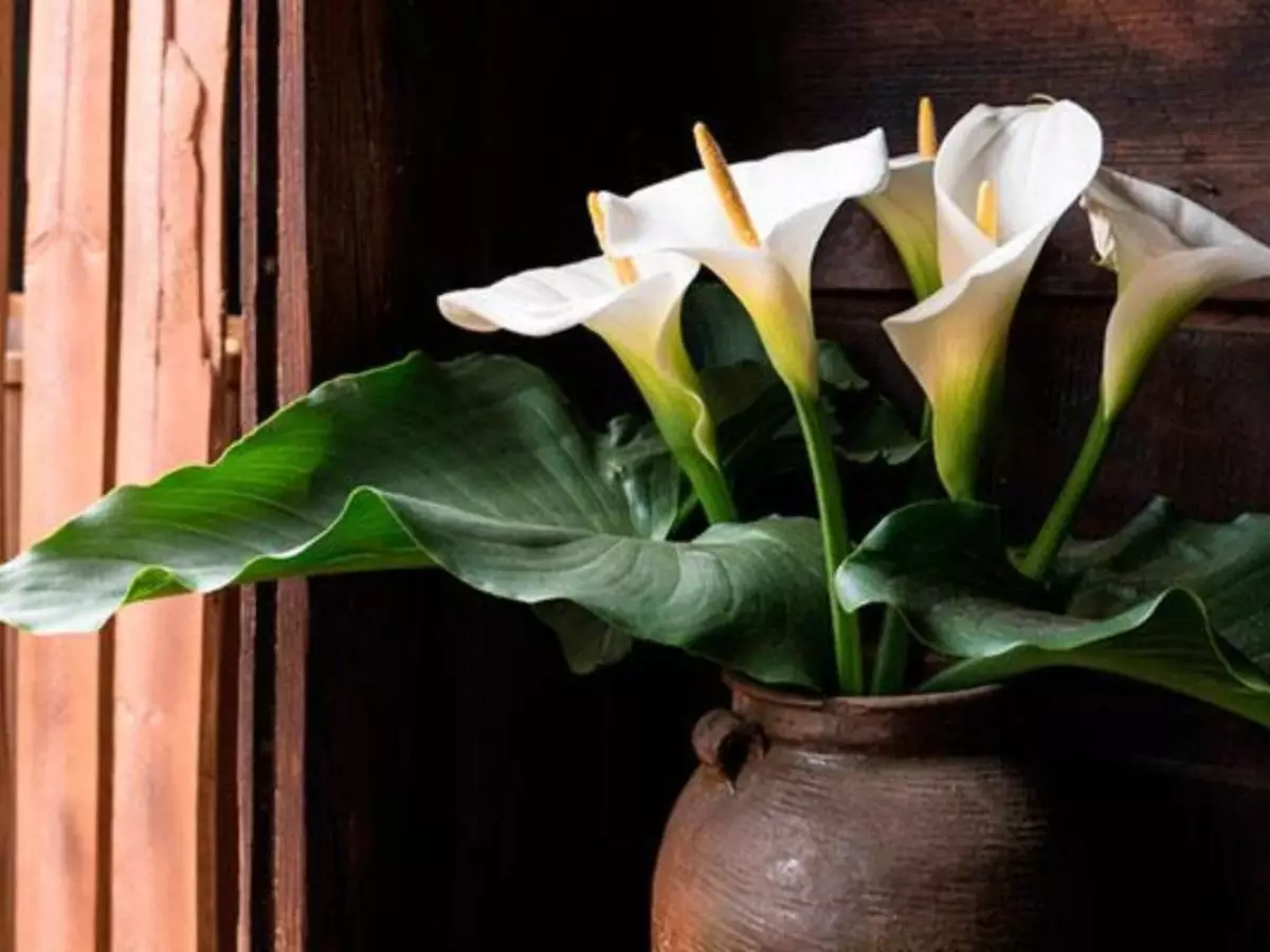 Como Cultivar Copo de Leite Dentro de Casa – Uma Flor Linda e MUITO Resistente