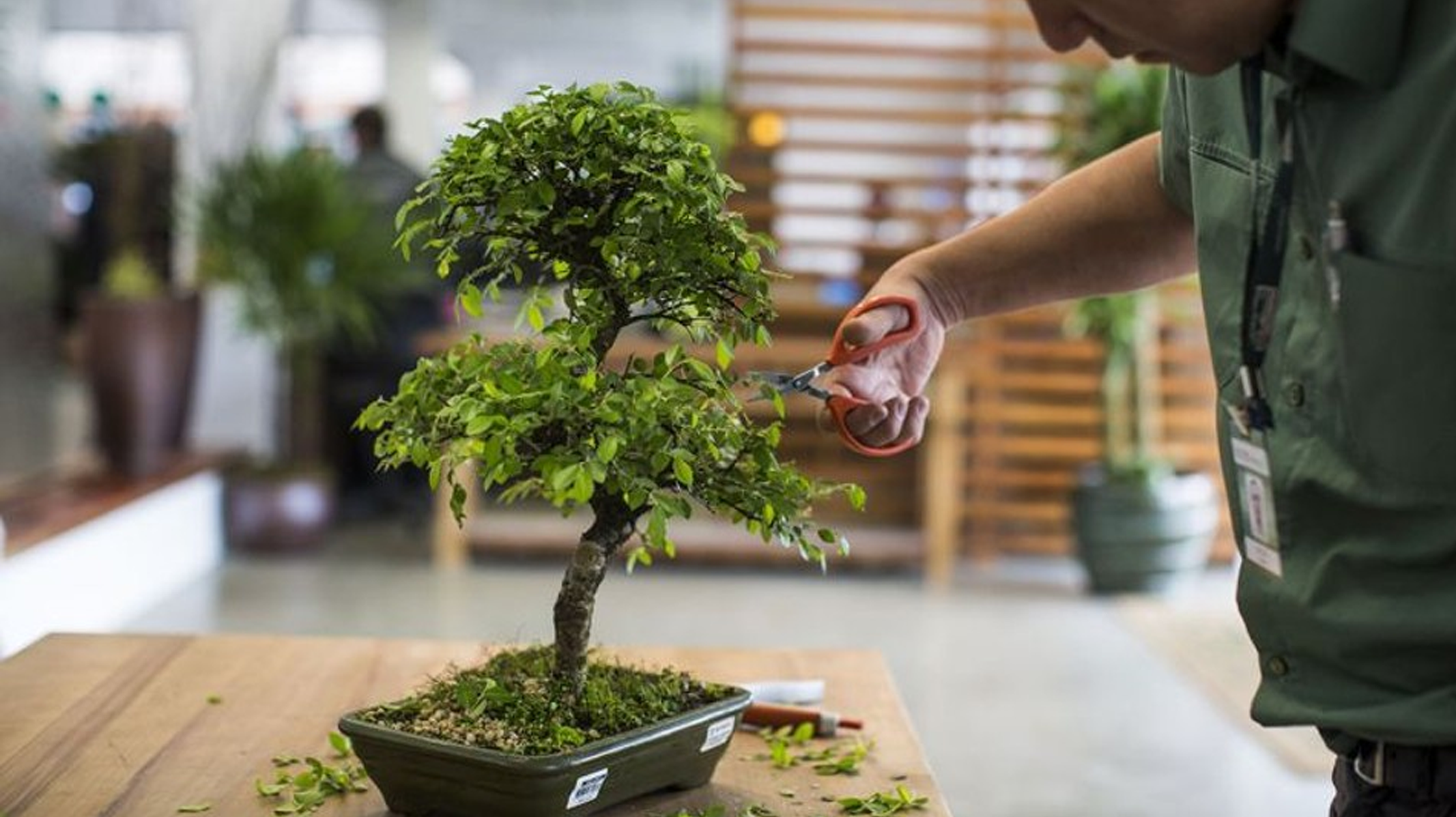 Como Cultivar um Bonsai em Casa: Decoração e Sustentabilidade