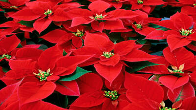 A Flor do Natal: Prolongue a Beleza da Sua Poinsettia – Cuidados Anuais