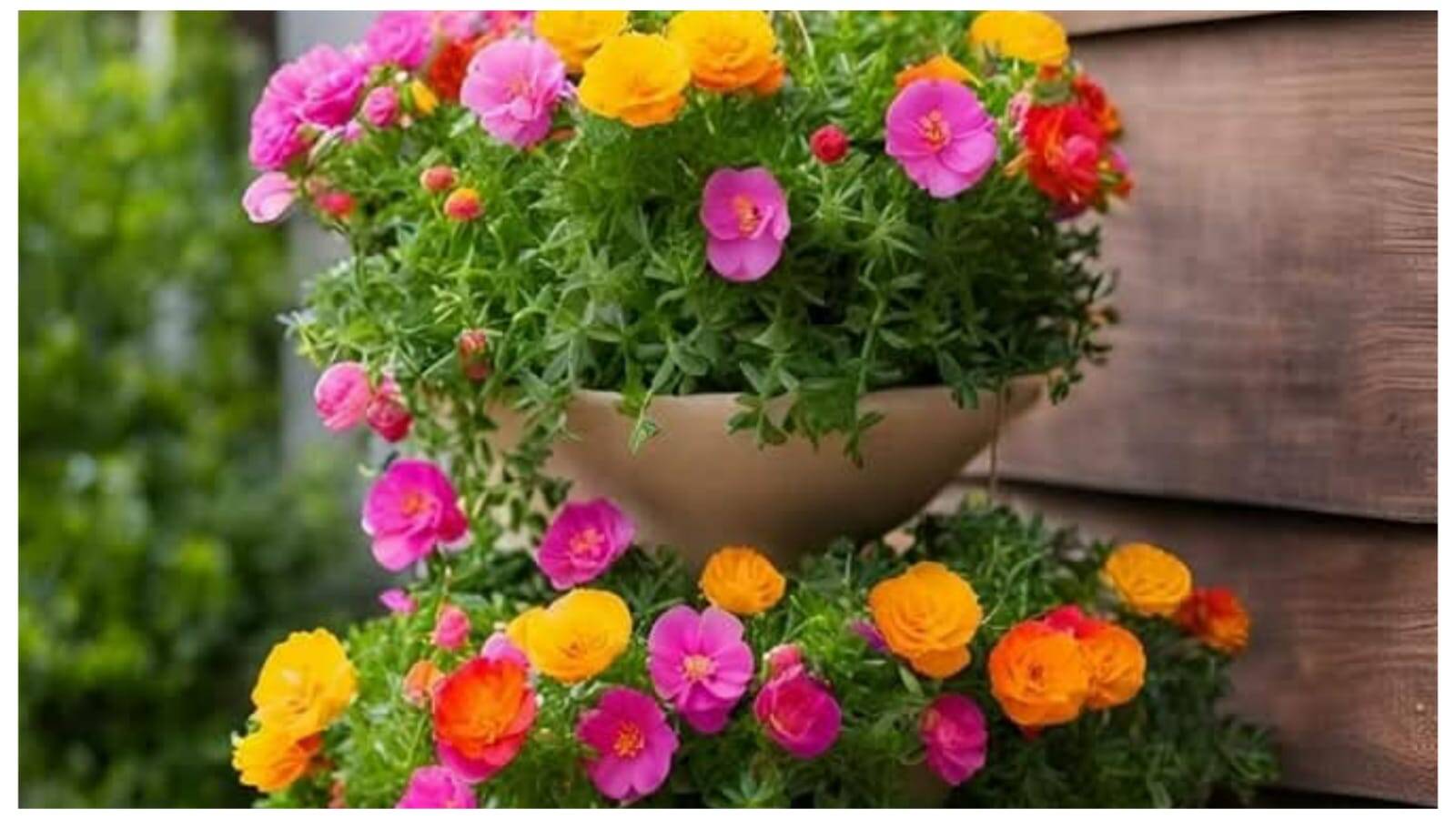 Quais são As Melhores Plantas para Pendurar: Ideias e Dicas