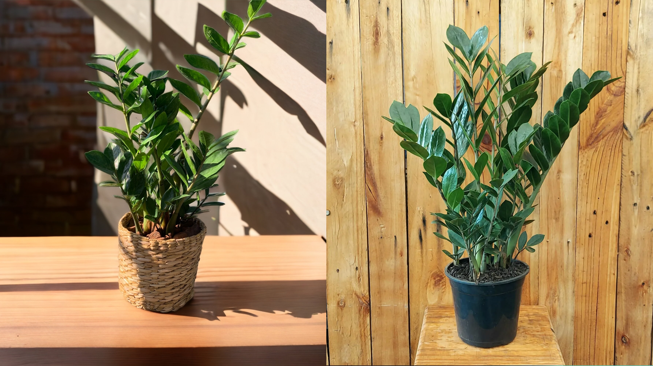A planta da fortuna que se propaga sozinha e trás prosperidade ao lar