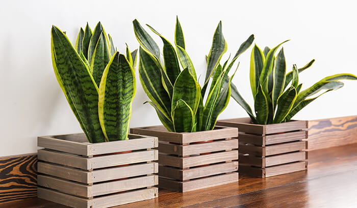 As Melhores Plantas para Cultivar Dentro de Casa