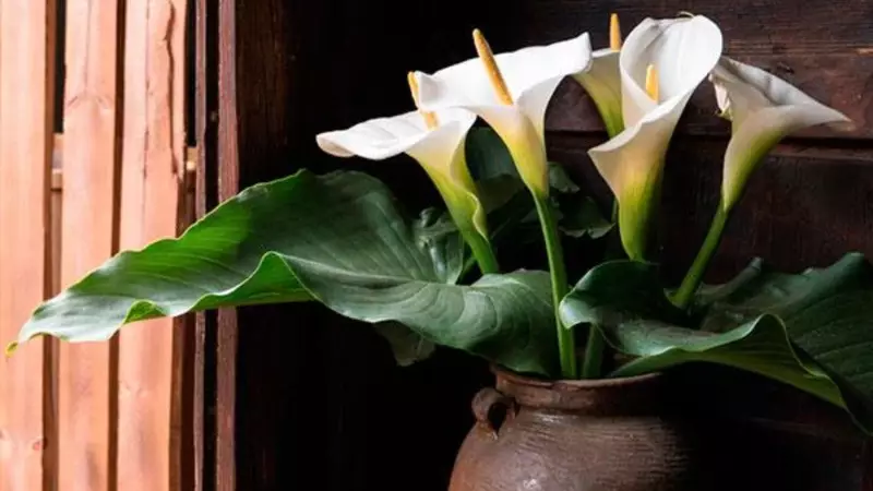 Como Cultivar Copos-de-Leite em Casa – Um Guia Prático para Ter Essas Belas Flores em Casa!
