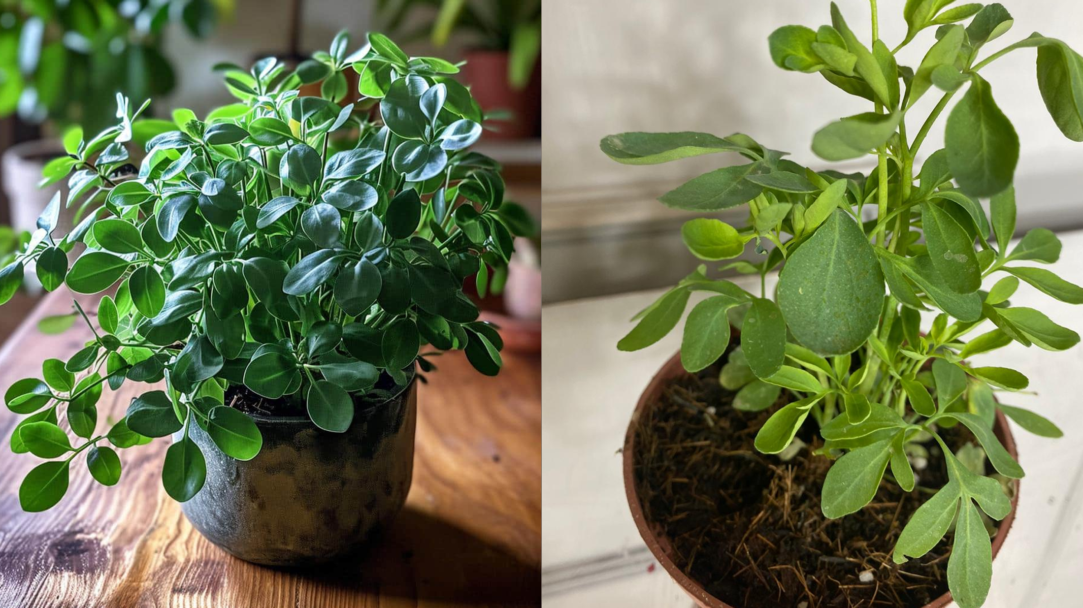 Ruta graveolens: Como Cultivar Arruda em Casa