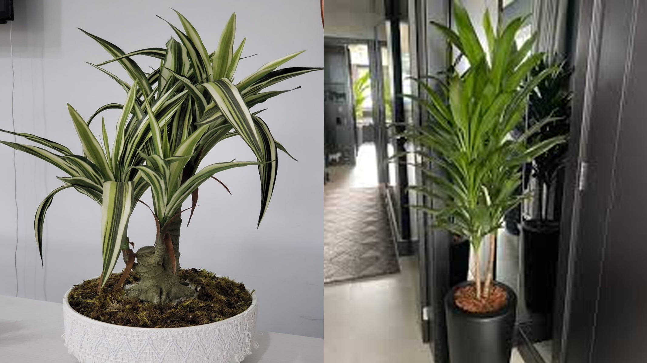 Dracaena fragrans: como cultivar a planta purificadora de ar!