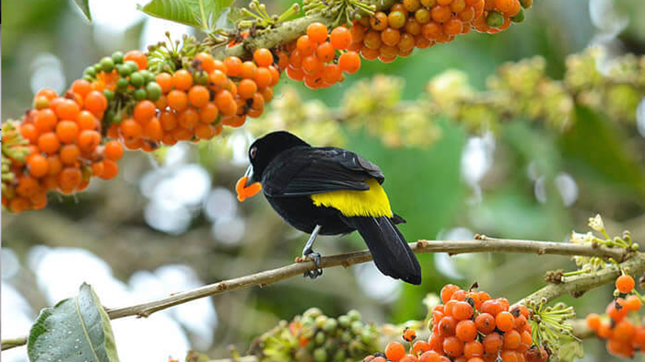 Fruta-do-Sabiá: Como Cultivar essa Aliada na Missão de Atrair Pássaros!