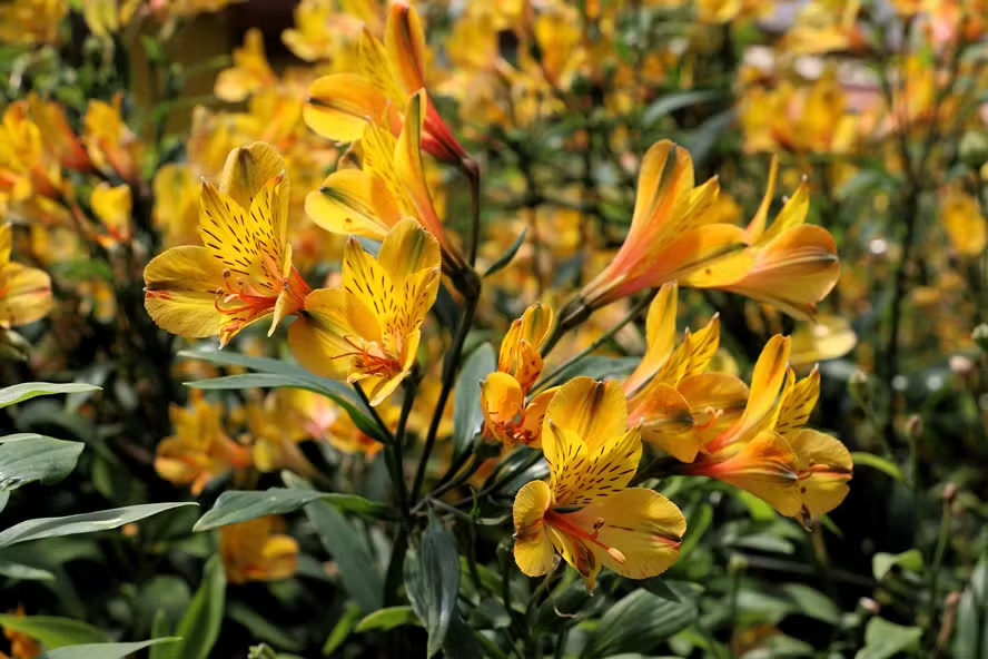 5 tendências lindas de jardinagem e paisagismo para 2025