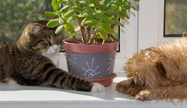 2 plantas para ter em casa e manter pulgas e carrapatos longe dos pets