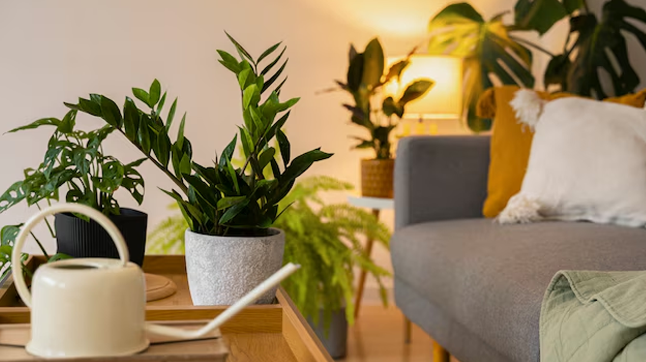10 Dicas Essenciais de Como Cuidar das Suas Plantas em Apartamento
