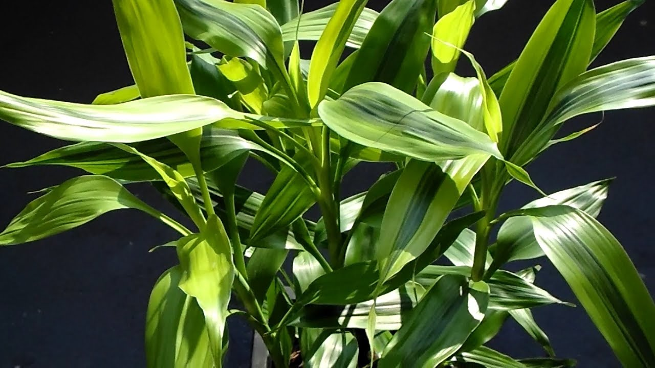 Como Cultivar Dracaena sanderiana (Bambu da Sorte) em Casa