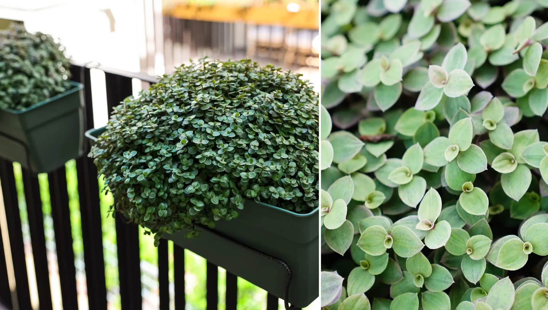 Como Cultivar Dinheiro-em-Penca (Callisia repens) em Casa