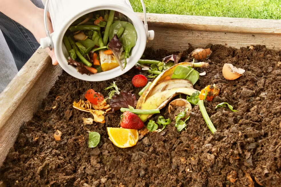 Como Fazer Fertilizante Caseiro para Suas Plantinhas