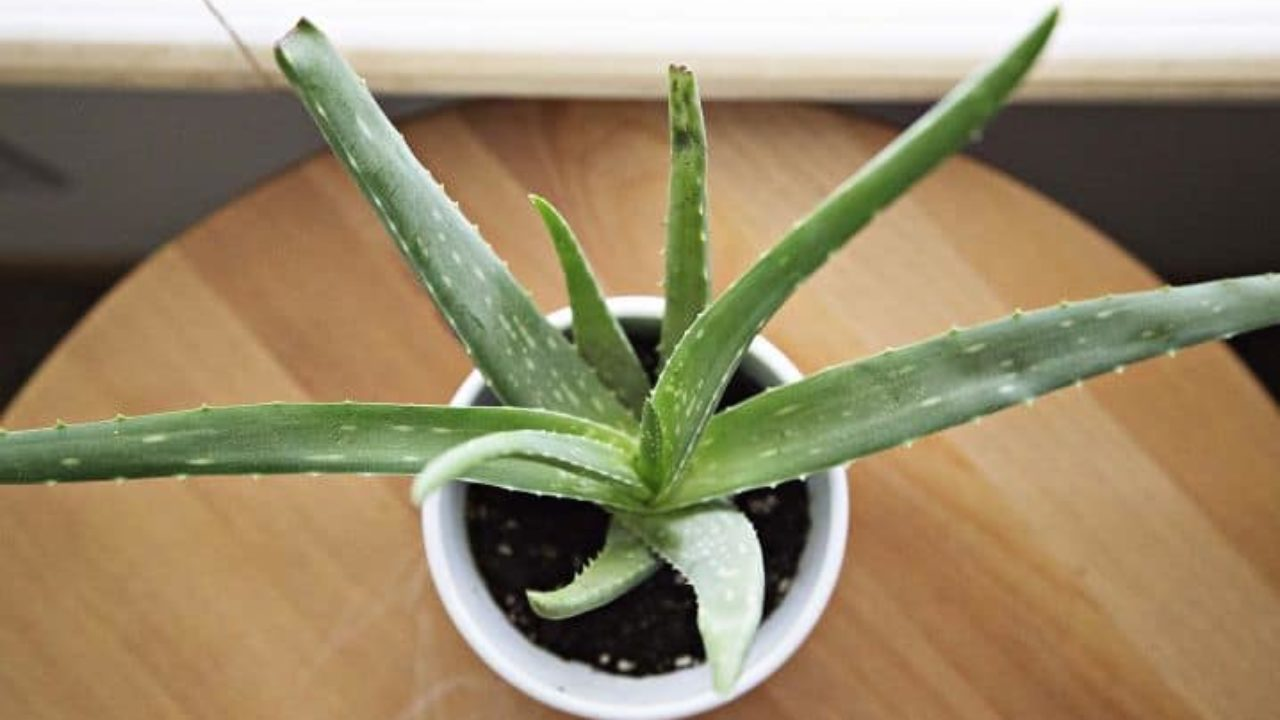 Como Cultivar Babosa em Casa de Forma Fácil