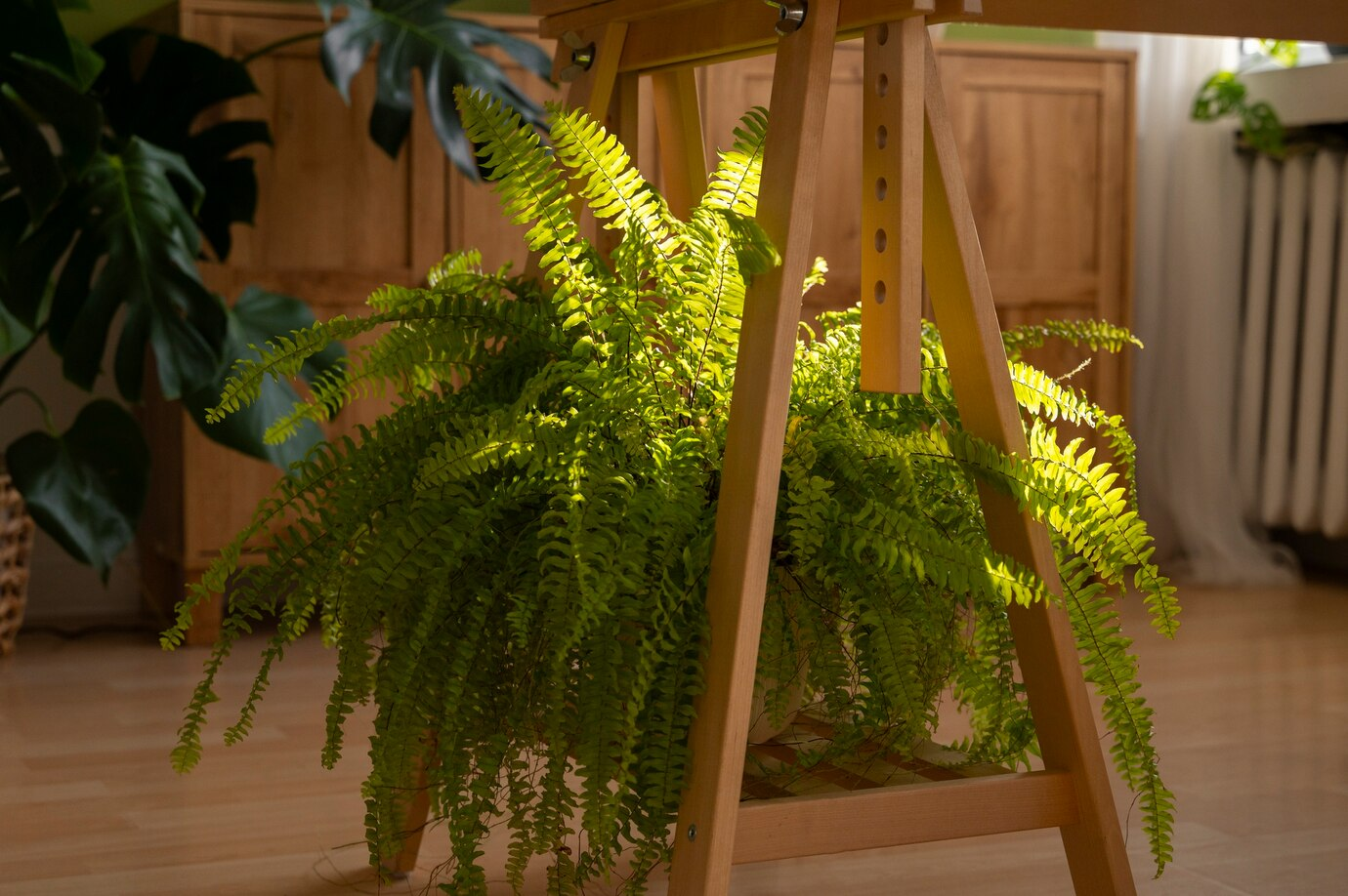 Como Cultivar Samambaia Americana em Casa: Guia Completo