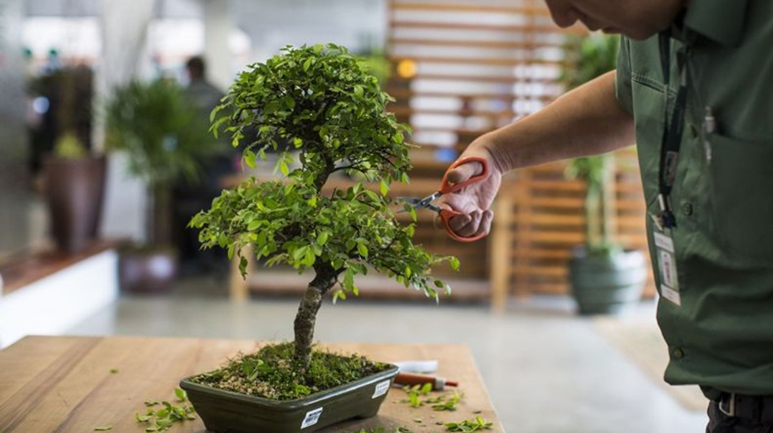 Como Cultivar um Bonsai na sua Casa: Decoração e Sustentabilidade