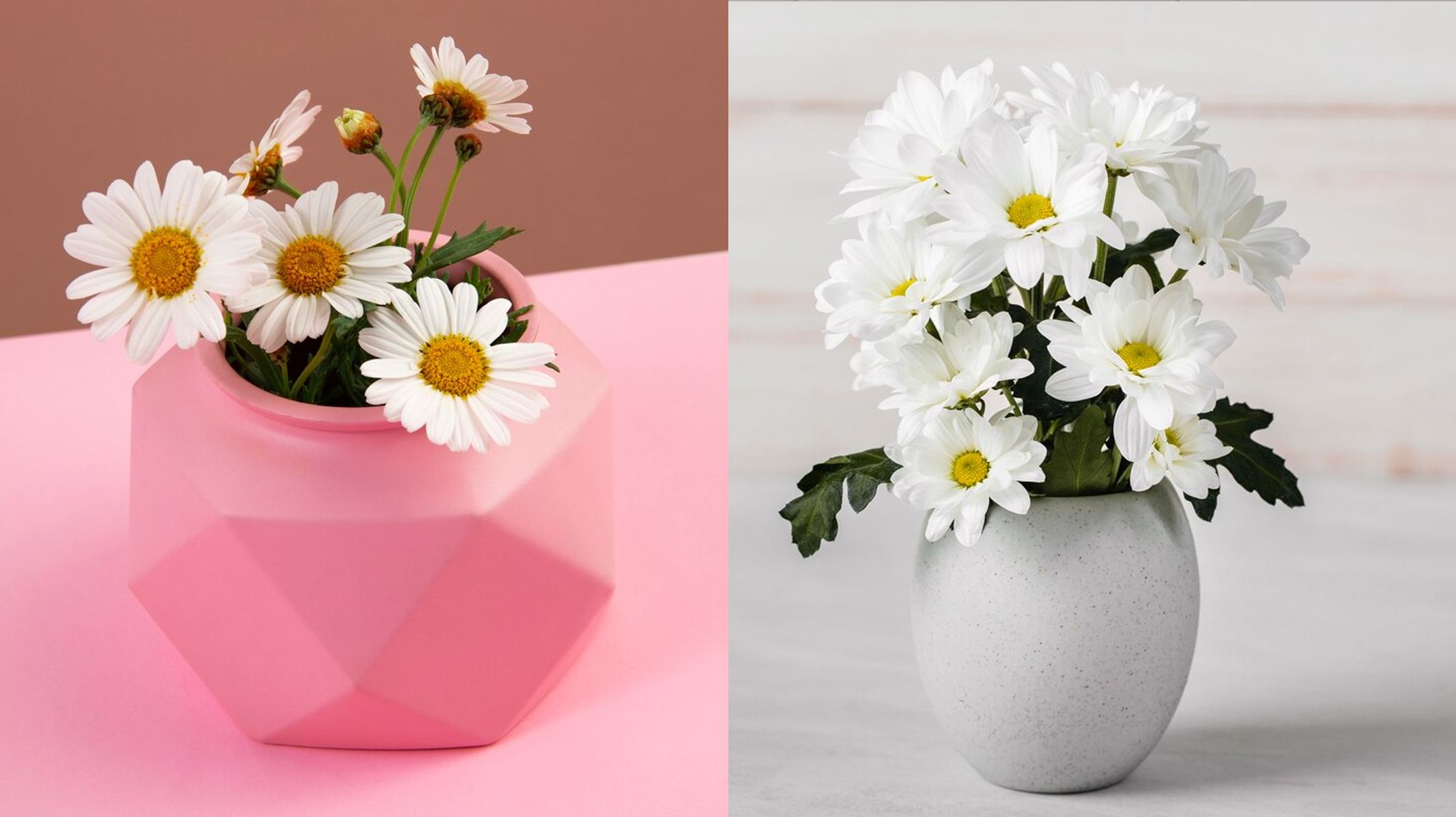 Como Cultivar Margaridas em Casa e Dar um “Up” na Decoração!