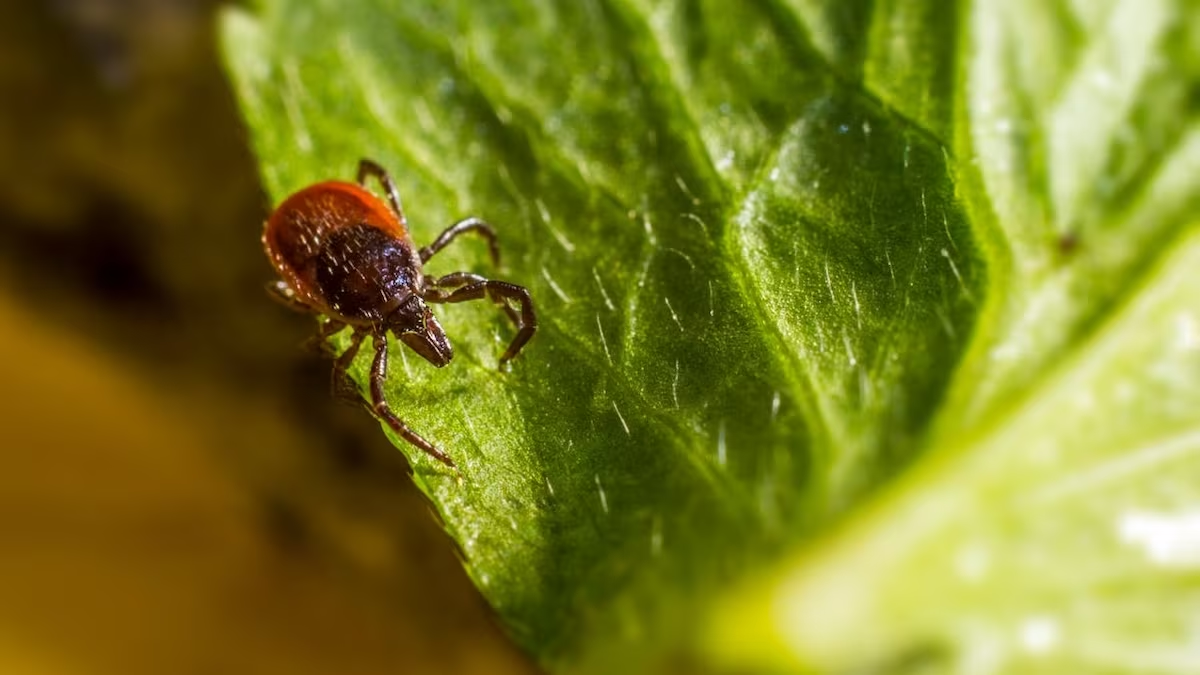 2 plantas incríveis para manter Carrapatos e Pulgas longe da sua casa
