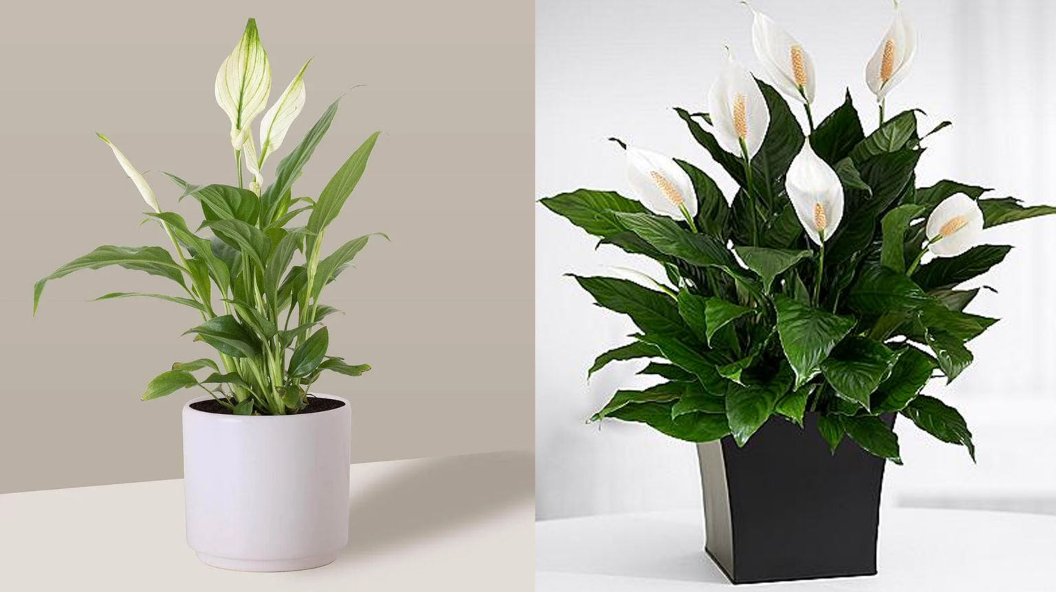 Como Cultivar Lírio da Paz em Casa de Forma Fácil e Prática