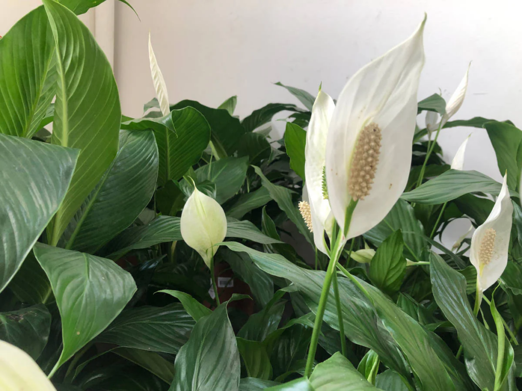 Como Cultivar e Cuidar do Lírio da Paz em Casa de Forma Fácil – Guia Completo