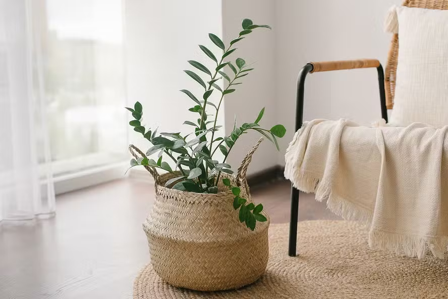 Zamioculca (Planta da Fortuna) é venenosa? Aprenda a cultivar a planta de forma segura